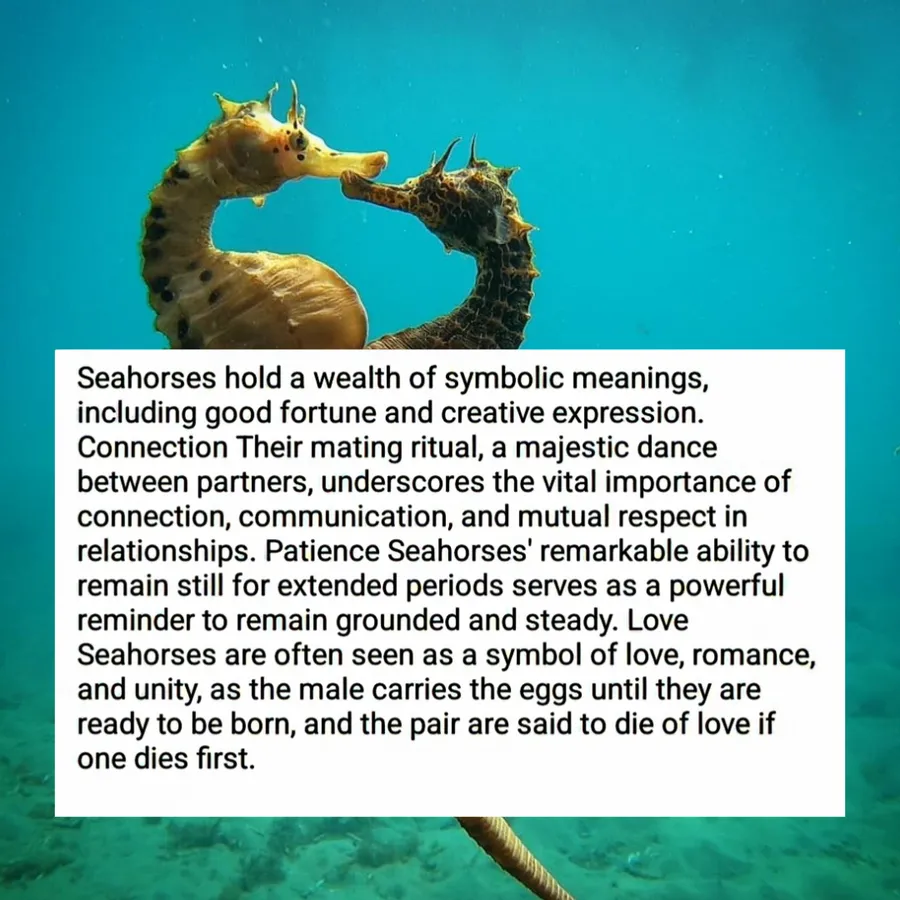 Seahorse - Home decor